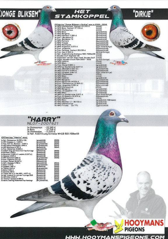 Pigeon Digest 新春特別号 54号 iPigeon.com - Racing Pigeon Auction